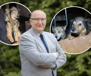 Zwierzęta z domu grozy w Józefowie mogą wrócić do swojego oprawcy. Burmistrz nie zatwierdził ich odebrania