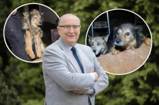 Koszmar zwierząt w Józefowie. Burmistrz wydał zaskakującą decyzję, psy i koty mogą wrócić do oprawcy