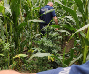 PLANTACJA MARIHUANY w gminie Nowosolna. Policjanci musieli przedzierać się przez pole kukurydzy