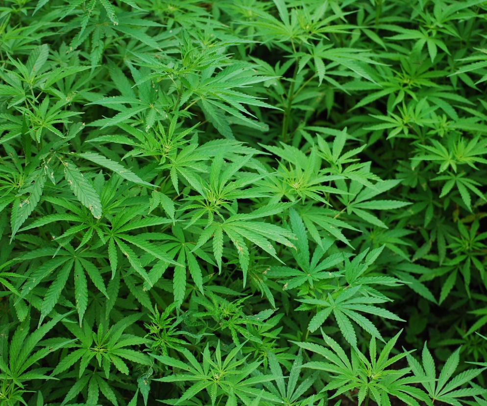 W Ogrodzie Botanicznym we Wrocławiu będą testować konopie!