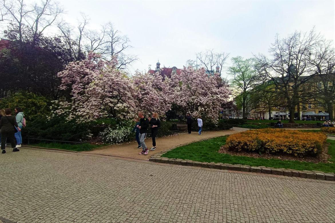 Magnolie w Szczecinie