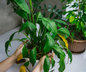 Popularne rośliny doniczkowe w polskich domach