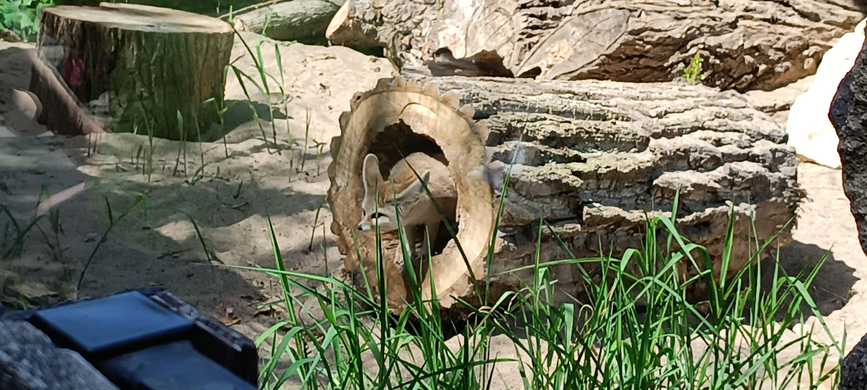 Zwierzęta w zoo we Wrocławiu
