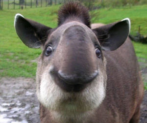 Tapir