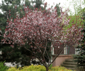 Śliwa wiśniowa 'Pissardii'