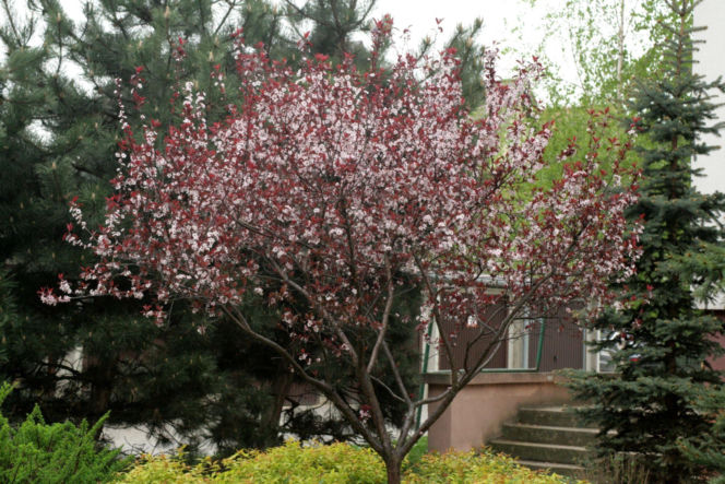 Śliwa wiśniowa 'Pissardii'