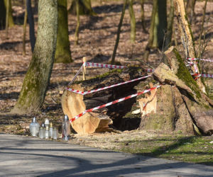 Maję zabiło spróchniałe drzewo w parku