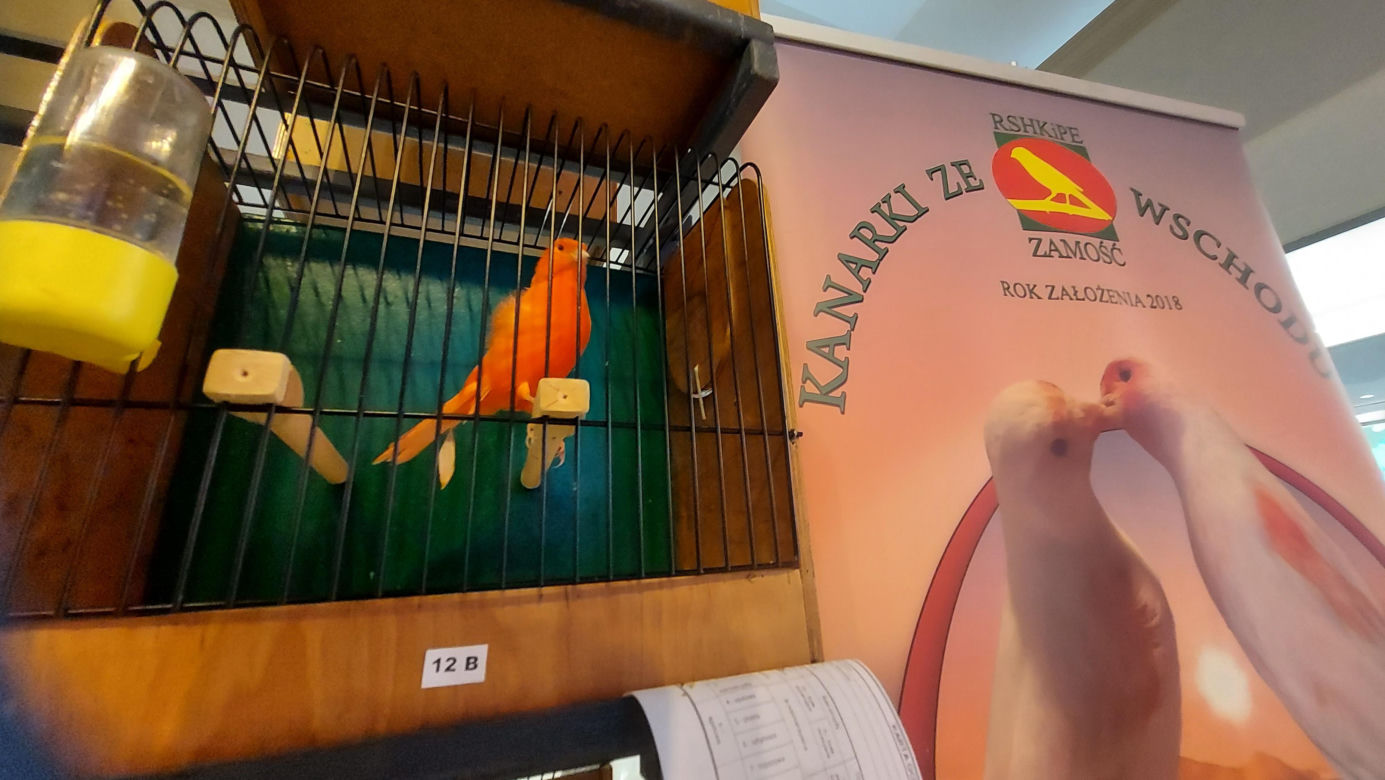 Wystawa ptaków egzotycznych w Zamościu