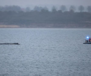 Humbak utknął u północnych wybrzeży Niemiec