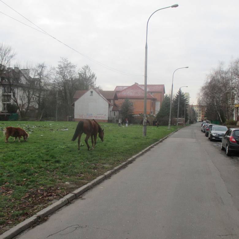 Pięć koni bez opieki przechadzało się  po  Krakowie!  Wydostały się ze stadniny!
