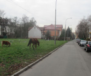 Pięć koni bez opieki przechadzało się  po  Krakowie!  Wydostały się ze stadniny!