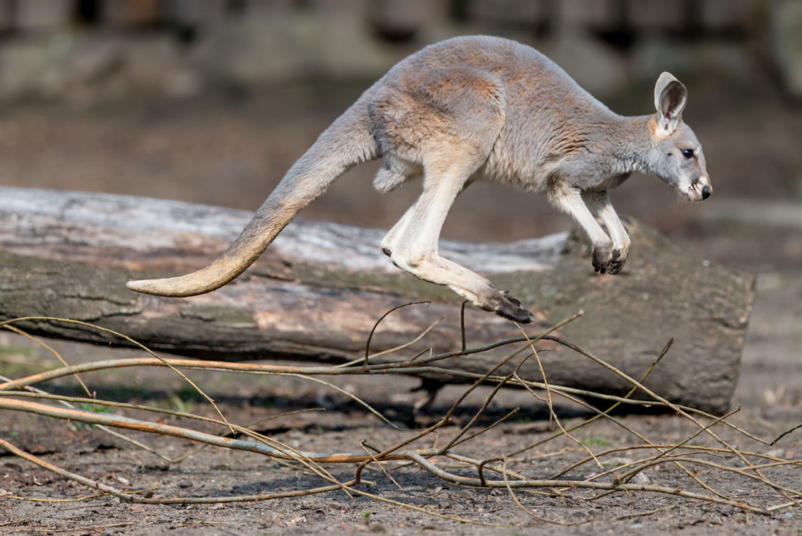 Nowy mieszkaniec wrocławskiego zoo