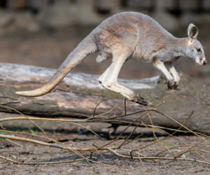 Nowy mieszkaniec wrocławskiego zoo