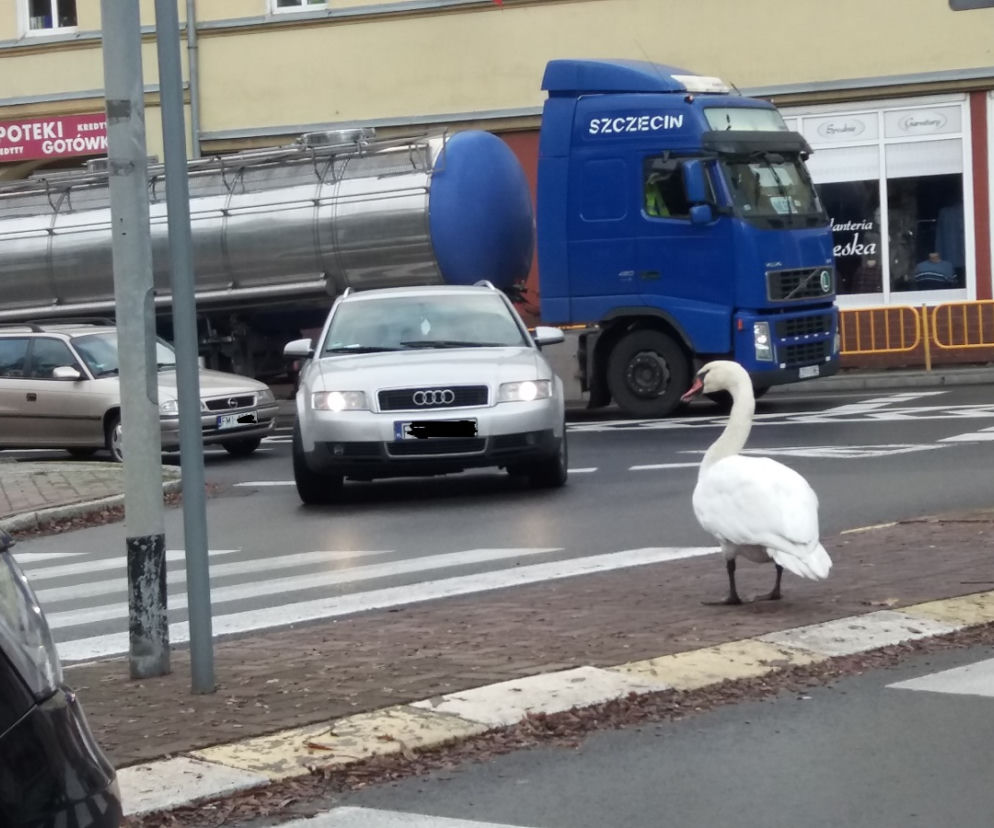 Międzyrzecz łabedzie 