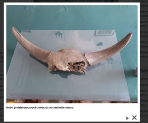 Kości prehistorycznych zwierząt na budowie metra