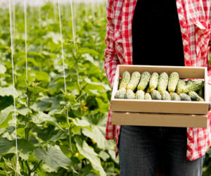 Domowy nawóz do ogórków. Ten tani produkt z lodówki gwarantuje obfite plony