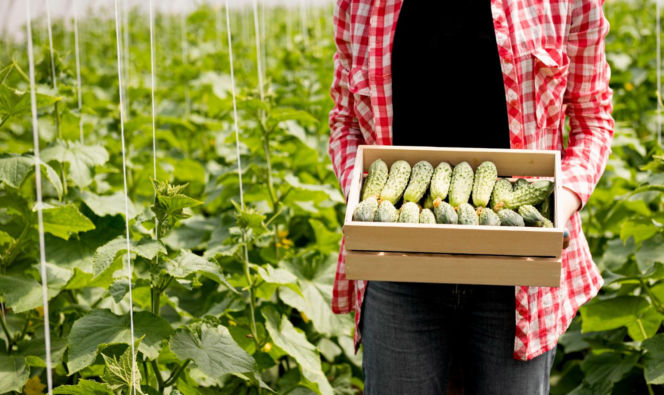 Domowy nawóz do ogórków. Ten tani produkt z lodówki gwarantuje obfite plony