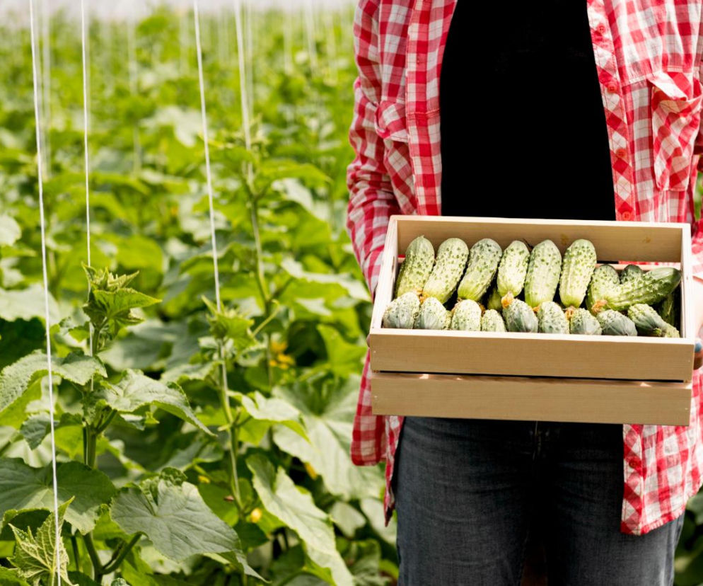 Zamiast dodawać do kawy, zrób domowy nawóz do ogórków. Podlewaj o poranku, a ogórki będziesz zbierać koszami