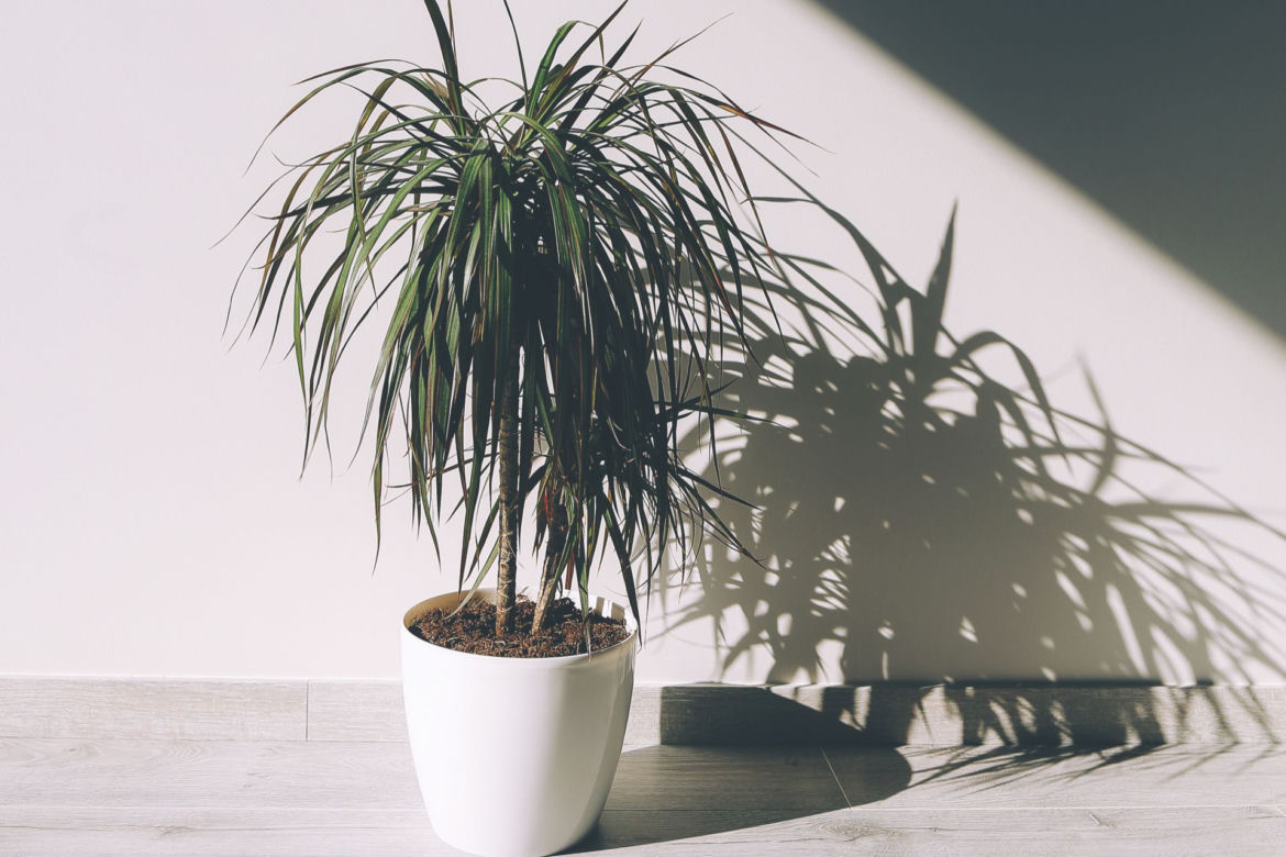 Dracena obrzeżona