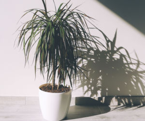 Dracena obrzeżona