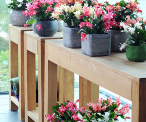 Grudnik (Schlumbergera)
