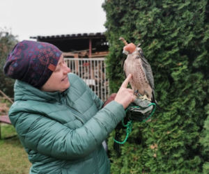 Ciri, Jaskier i Bilbo u sokolnika Bartosza Giwerskiego