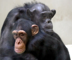Żałoba w gdańskim ZOO odeszła szympansica Kasia