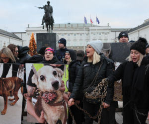 Wielki Marsz dla Zwierząt po wecie prezydenta