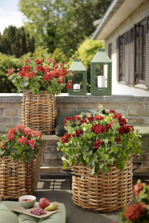 Pelargonie