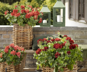 Pelargonie