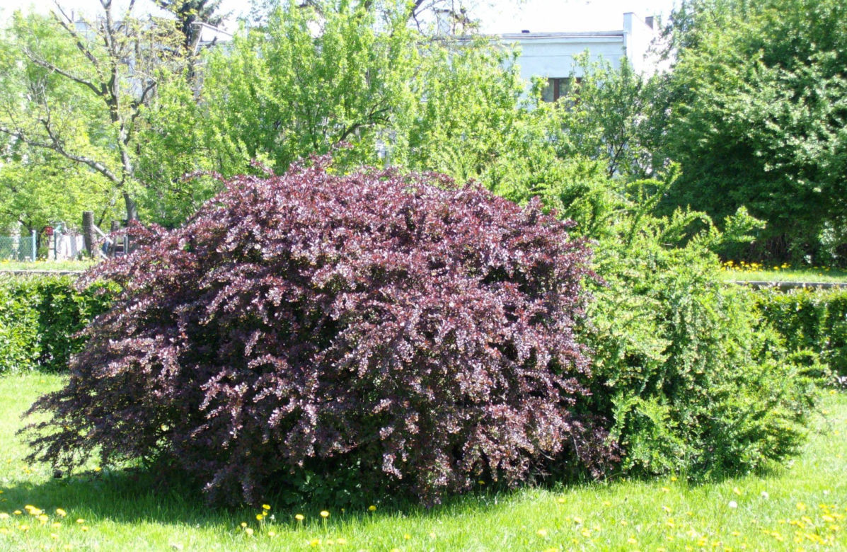 Berberys Thunberga ‘Atropurpurea’