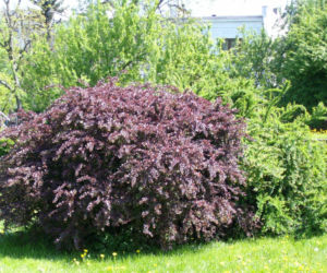Berberys Thunberga ‘Atropurpurea’