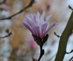 Magnolia loebnera 'Leonard Messel'