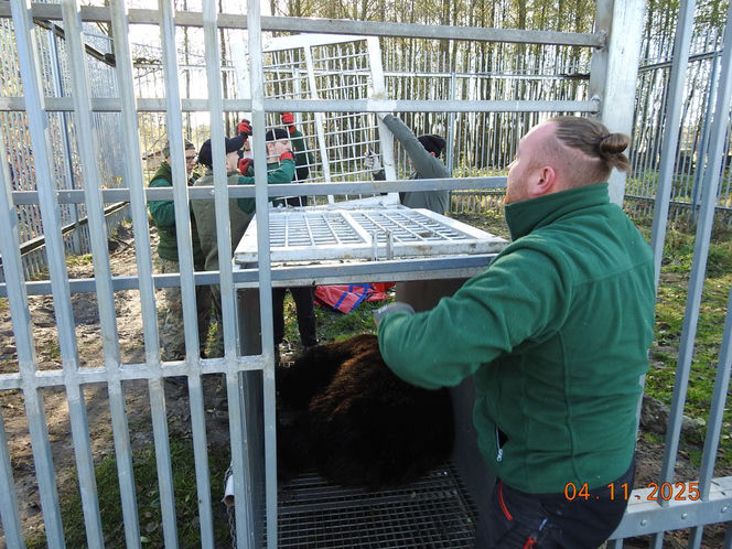 Z piekła do azylu! Uratowana niedźwiedzica Poca zaczyna nowe życie w Poznaniu