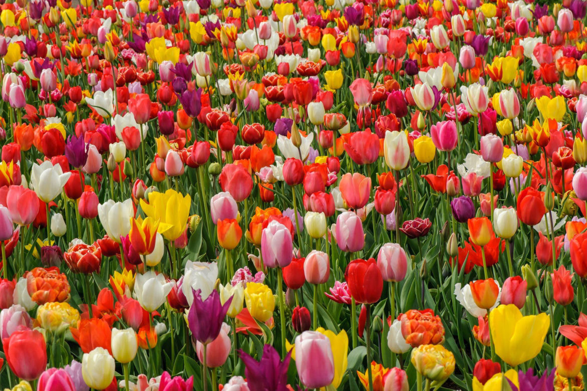 Tulipany