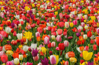 Tulipany w ogrodzie. Jak uprawiać i pielęgnować tulipany, by cieszyć się ich obfitym kwitnieniem?