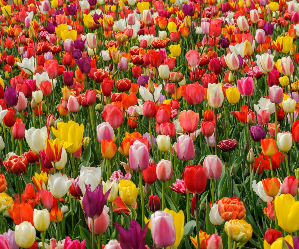 Tulipany zaczarują twój wiosenny ogród!