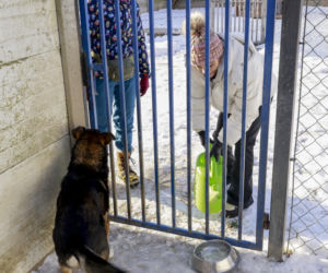 Marta Krupa z pomocą dla zwierząt. Nakarmiła psy i koty w potrzebie