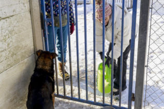 Marta Krupa z pomocą dla zwierząt. Nakarmiła psy i koty w potrzebie