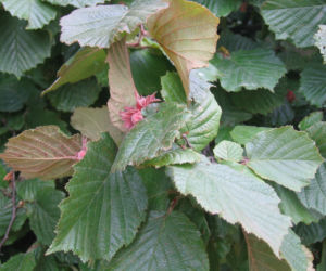 Leszczyna południowa 'Purpurea'