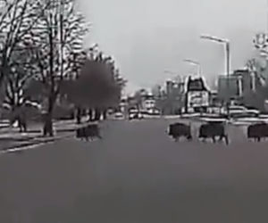 Dziki zaatakowały mężczyznę w centrum miasta. Musiał uciekać przed rozjuszonym stadem [ZDJĘCIA, WIDEO]