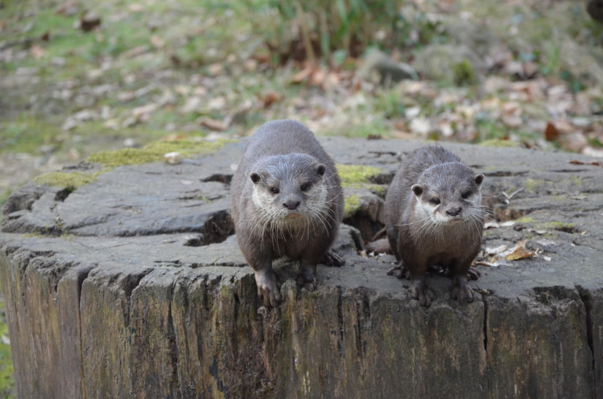 Tierpark Cottbus