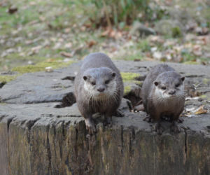 Nie trzeba lecieć na drugi koniec świata. Tuż za granicą czeka niezwykłe zoo pełne egzotycznych zwierząt