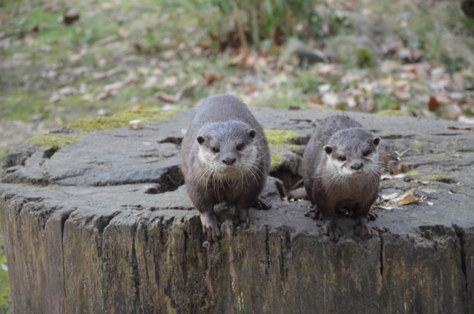 Tierpark Cottbus