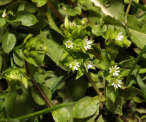 Dla wielu jest uciążliwym chwastem. Zamiast wyrywać, włącz do swojej diety!