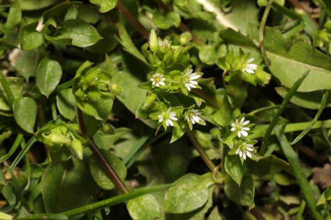 Dla wielu jest uciążliwym chwastem. Zamiast wyrywać, włącz do swojej diety!