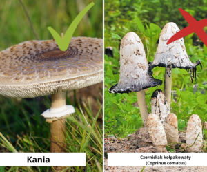Kania a czernidłak kołpakowaty