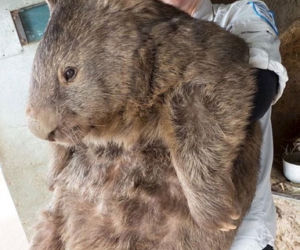 WOMBAT GIGANT