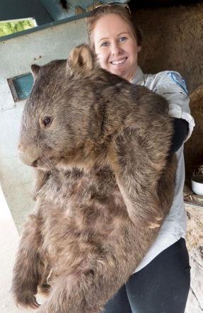 WOMBAT GIGANT