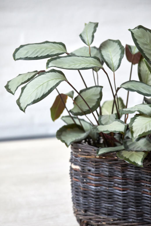 Kalatea obrzeżona (Calathea picturata)